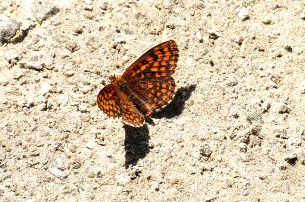 Melitaea britomartis?